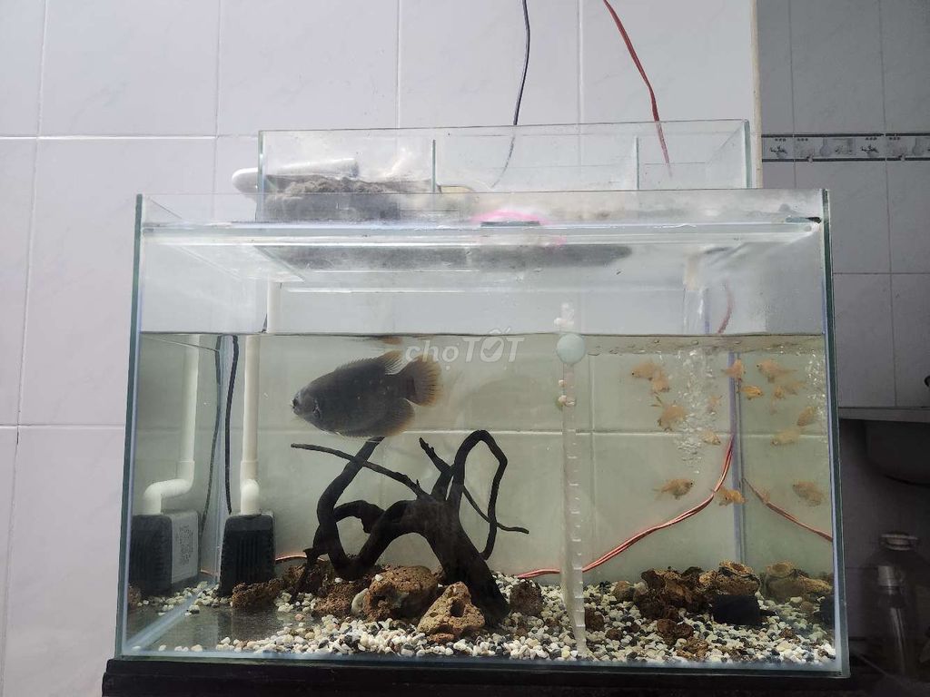 Hồ cá 644 Lọc tràn, chân lũa, sỏi. Mua bán Phụ kiện, Thức ăn, Dịch vụ tại Quận 7 Tp Hồ Chí Minh được đăng bởi Kim Quyên Nguyễn hình 1