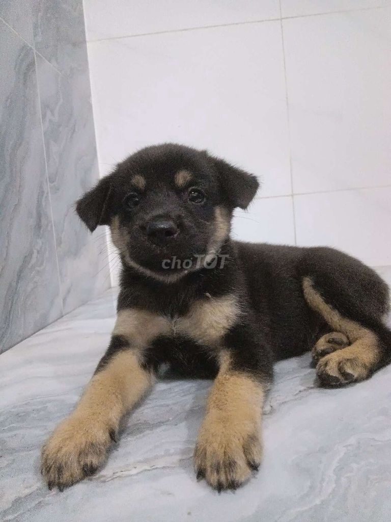 Chó Rottweiler F đực  khôn lanh, dễ nuôi . Mua bán Chó tại Quận 6 Tp Hồ Chí Minh được đăng bởi Tăng Chí Lương  hình 1