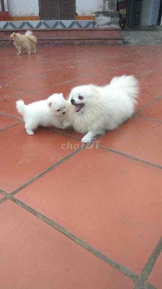 Chó Phốc Sóc F1 2.5 tháng Trắng. Mua bán Chó tại Quận Hà Đông Hà Nội được đăng bởi Hoàng Nam hình 1