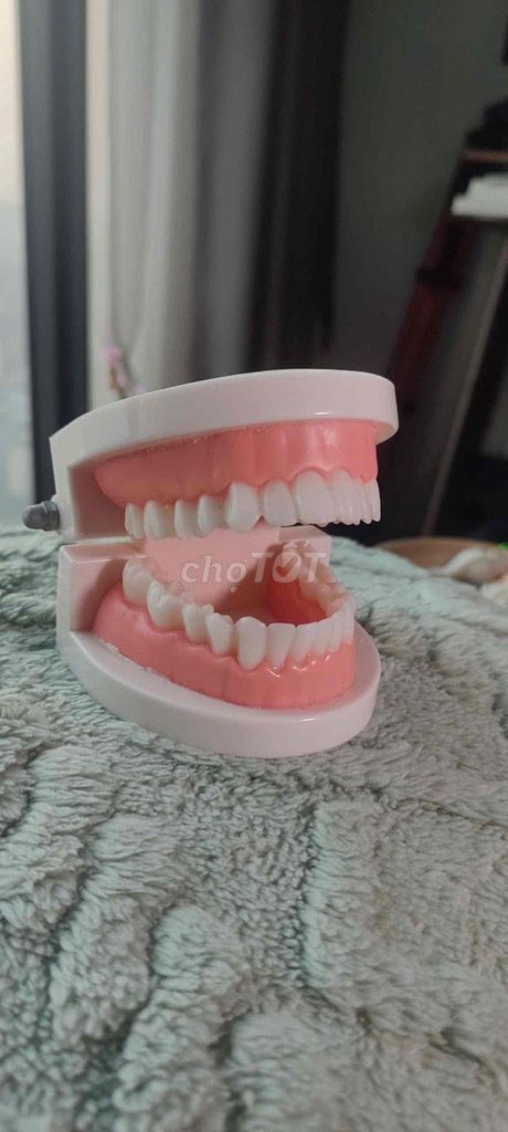 Mô hình răng giả. Mua bán Cây cảnh, đồ trang trí tại Quận Ba Đình Hà Nội được đăng bởi Windy Vu hình 1