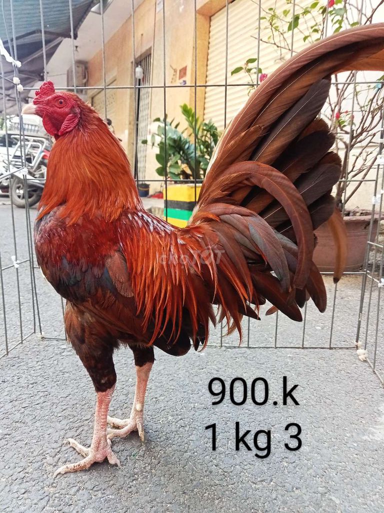 Hàng chuẩn ae chơi 1 kg 3 gà zin nhé ae