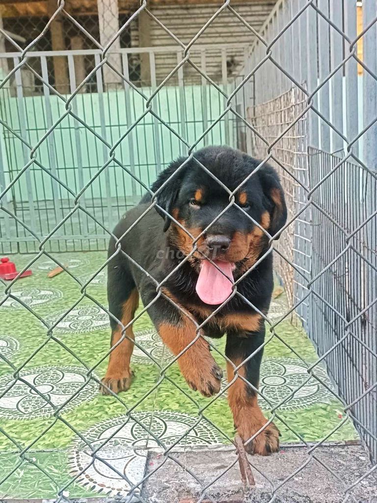 Chó Rottweiler thuần chủng