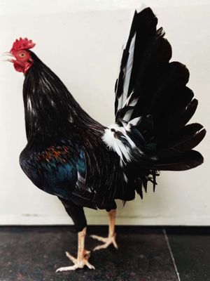 Gà zin hàng đấu ae hợp lh 1 kg 5. Mua bán Gà tại Quận Gò Vấp Tp Hồ Chí Minh được đăng bởi nam gà tre 