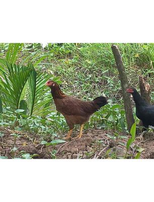 Gà ta bao ngon 2 con free ship. Mua bán Đồ ăn, thực phẩm và các loại khác tại Huyện Củ Chi Tp Hồ Chí Minh được đăng bởi Lê Hữu Thuỷ