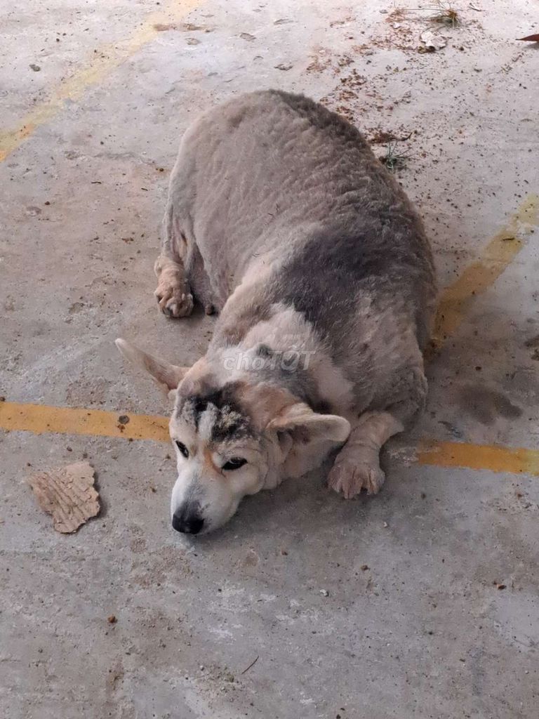 Chó Corgi Nâu trắng. Mua bán Chó tại Quận Cẩm Lệ Đà Nẵng được đăng bởi Văn Biên hình 1