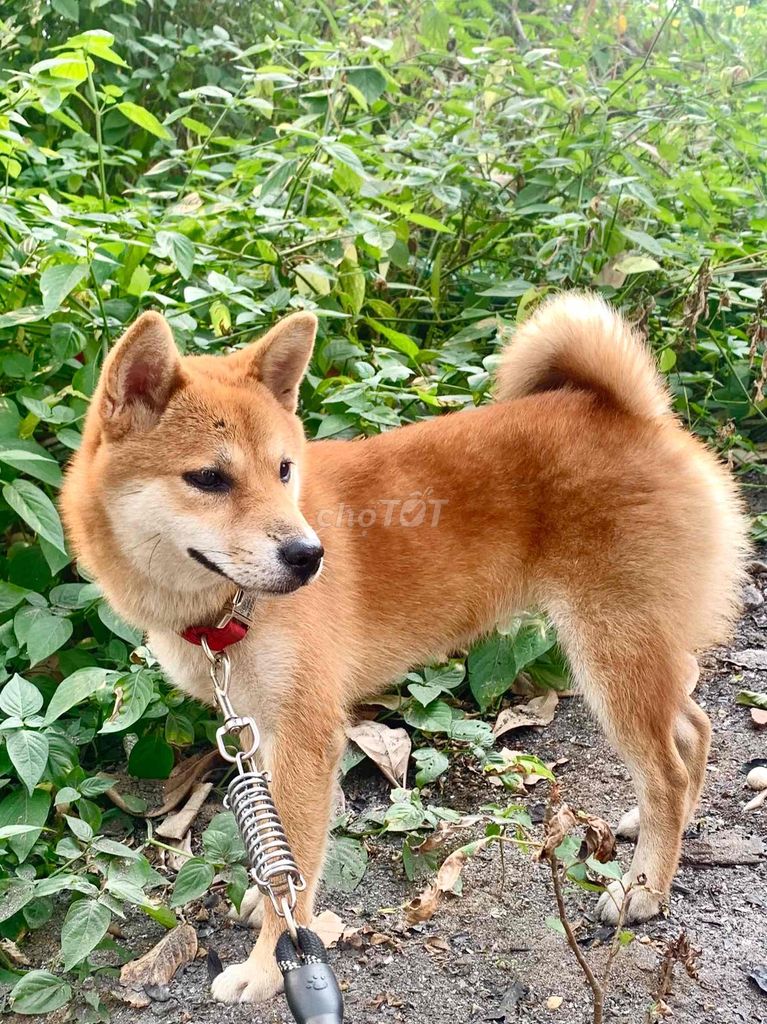 Bé Shiba Inu cái màu vàng đỏ 6.5 tháng tuổi