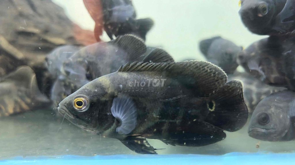 Cá Tai Tượng Châu Phi Tiged Đen. Mua bán Thú cưng khác tại Quận Bình Tân Tp Hồ Chí Minh được đăng bởi Cá Cảnh JK HCM hình 1