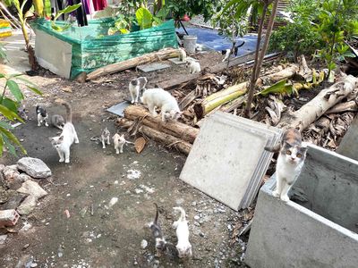 mua mèo anh lớn tặng hết mèo con