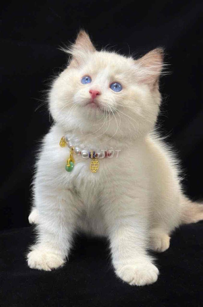 Mèo Ragdoll giá rẻ từ 5,5tr. Mua bán Mèo tại Quận Đống Đa Hà Nội được đăng bởi Meow Meow Cattery hình 1