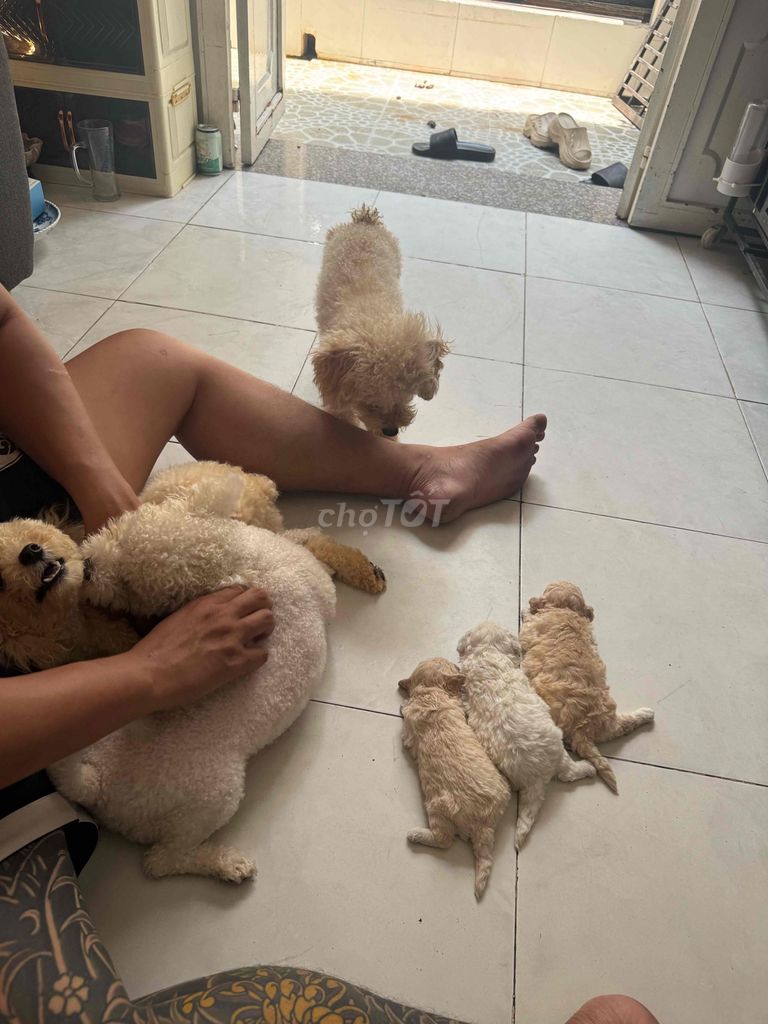 Chó Poodle đực 2 tuổi. Mua bán Chó tại Quận Bình Tân Tp Hồ Chí Minh được đăng bởi my Mi hình 1