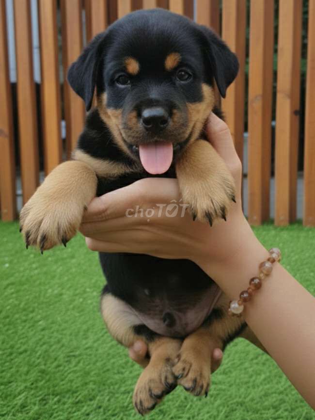 Rotweiler đực 6 móng đeo, lưỡi đốm cực hiếm.. Mua bán Chó tại Quận 12 Tp Hồ Chí Minh được đăng bởi Thi Thi hình 1