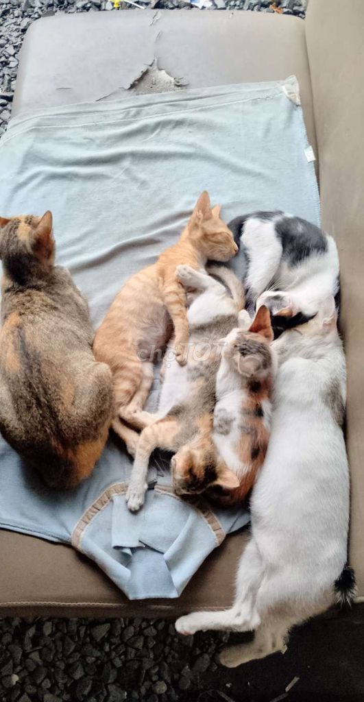 Mèo con 2 tháng tuổi 4 bé. Mua bán Mèo tại Thành phố Dĩ An Bình Dương được đăng bởi KUN NGUYỄN hình 1