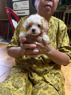 Chó Poodle con kem