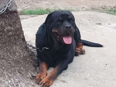 ĐL.Rottweiler Khủng.VK