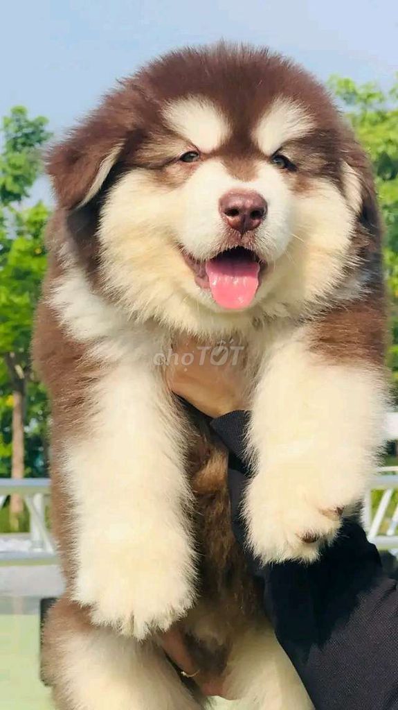 Chó Alaska Giant Nâu đỏ. Mua bán Chó tại Quận Long Biên Hà Nội được đăng bởi Pet home hình 1