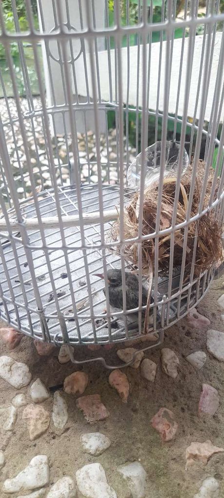 Chim hút mật tía ô con non. Mua bán Chim tại Thành phố Bến Tre Bến Tre được đăng bởi pham van ro hình 1