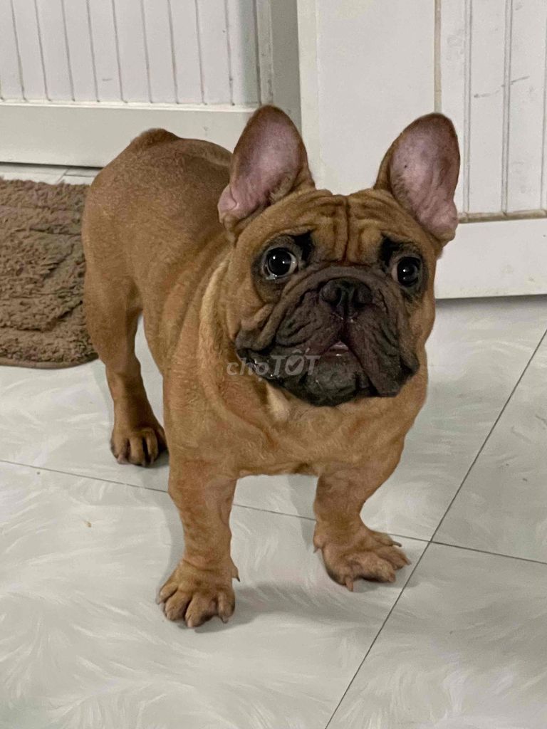 Chó Bull Pháp đực 2 tuổi. Mua bán Chó tại Thị xã Bình Minh Vĩnh Long được đăng bởi Trại Bull Pháp Vĩnh Long hình 1