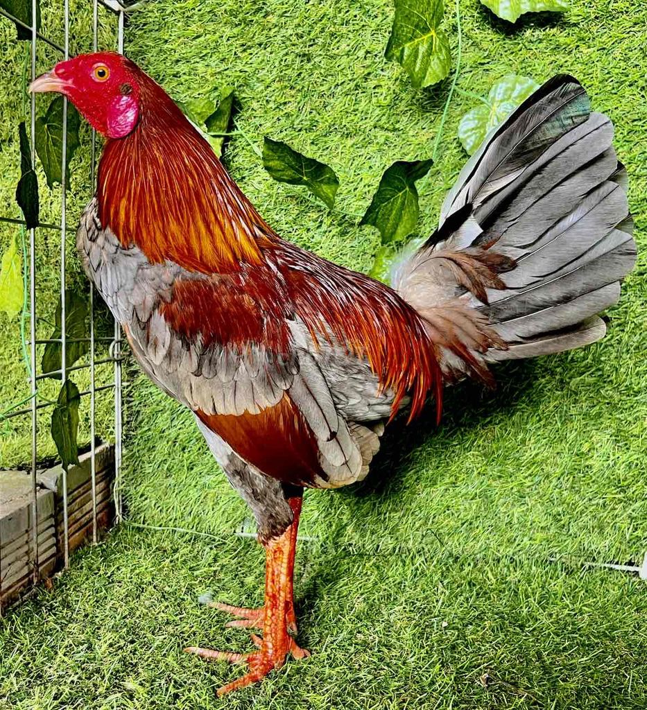 Tre Asil Mỹ 1k4 Tay Tốt. Mua bán Gà tại Quận Ninh Kiều Cần Thơ được đăng bởi thekhai hình 1