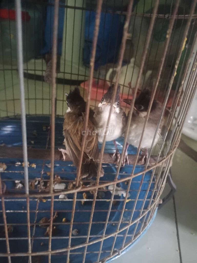 Chim chào mào non khỏe mạnh. Mua bán Chim tại Thị xã Tân Uyên Bình Dương được đăng bởi Nguyễn Gần hình 1