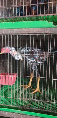 Gà Đòn bông tơ 3kg hơn. Mua bán Gà tại Quận 11 Tp Hồ Chí Minh được đăng bởi phuong kim huong