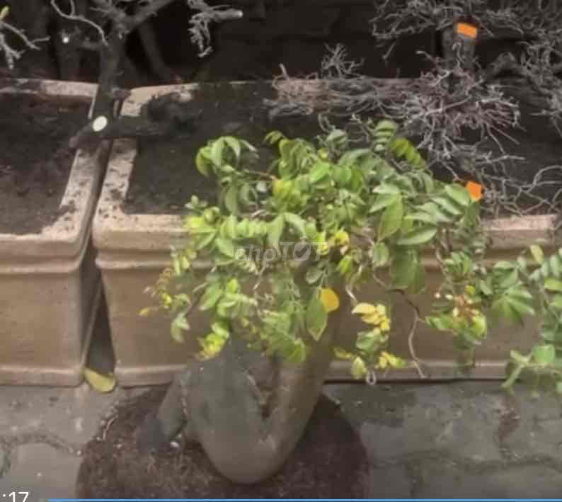 CÂY KHẾ BONSAI ĐẸP HÀNG LÂU NĂM _ TRANG TRÍ