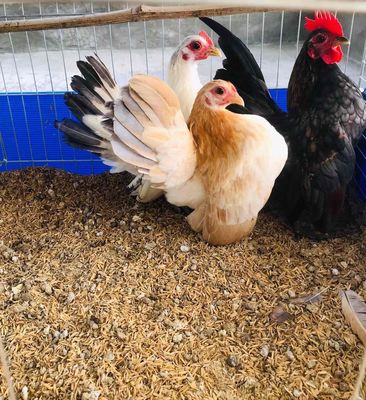 Gà tí hon Serama. Mua bán Gà tại Quận Thanh Khê Đà Nẵng được đăng bởi Won Win