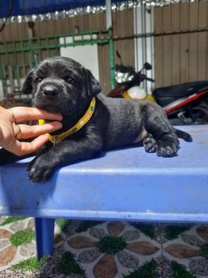Tìm chủ cho mấy bé labrador đen tuyền giống to. Mua bán Chó tại Huyện Bình Chánh Tp Hồ Chí Minh được đăng bởi MI SA