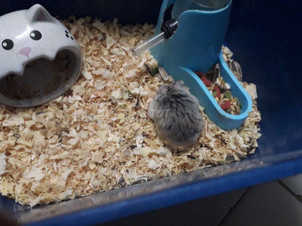 Chuột hamster robo Quận 8