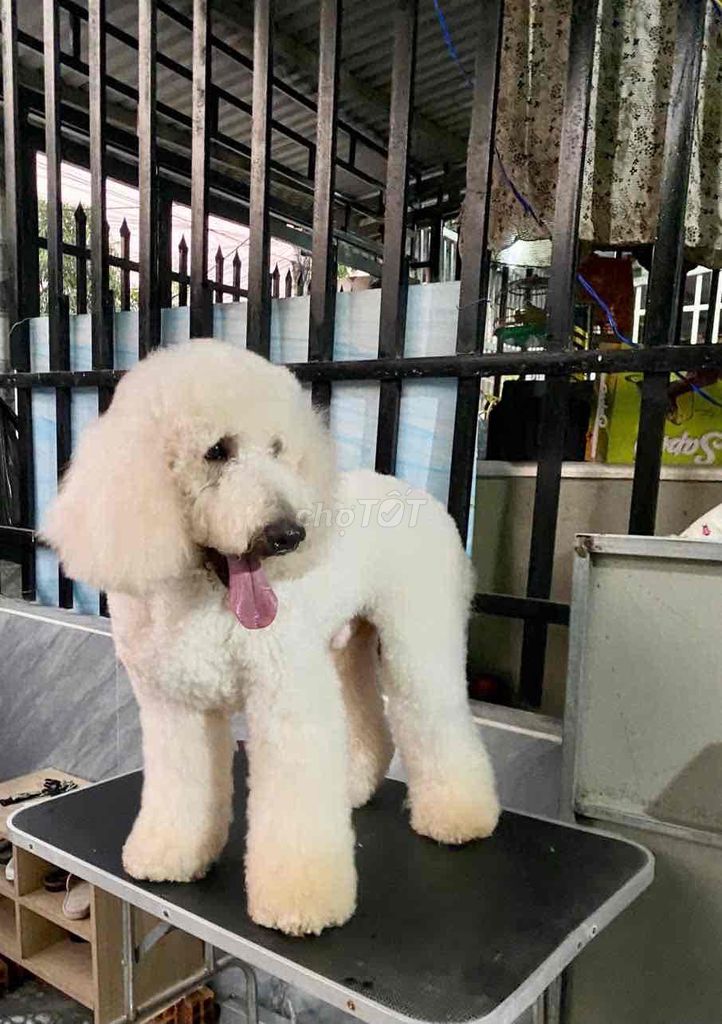 Poodle khổng lồ. Mua bán Chó tại Quận Phú Nhuận Tp Hồ Chí Minh được đăng bởi PET SHOP NẮNG hình 1