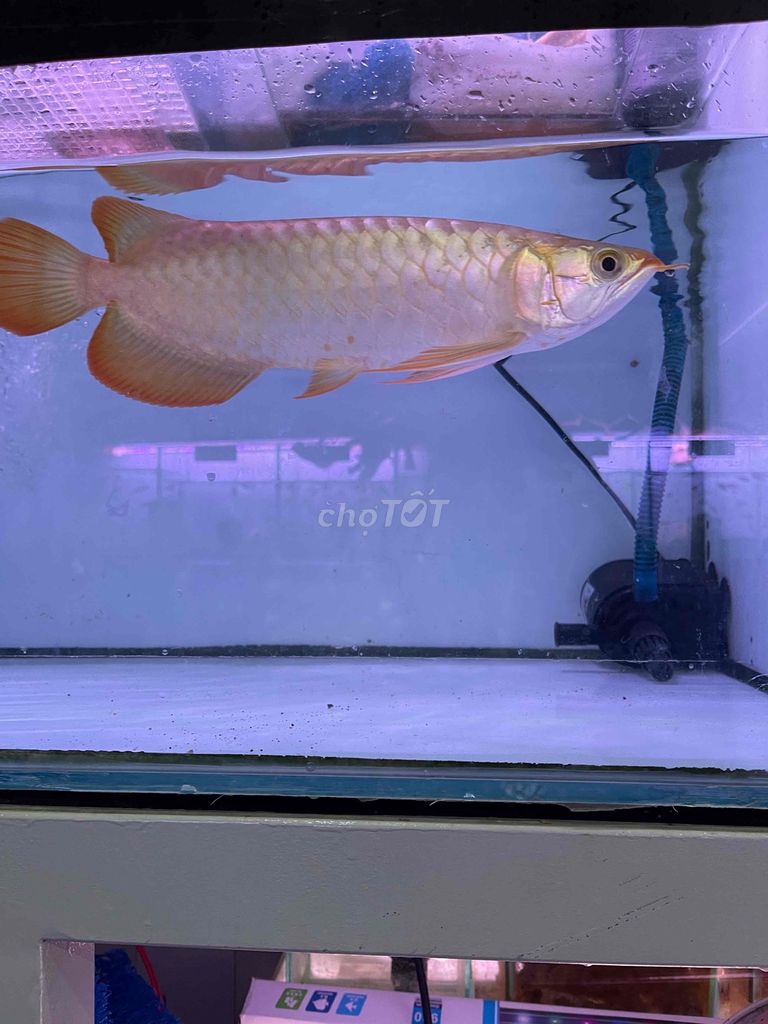 Huyết Long U30. Mua bán Thú cưng khác tại Quận Bình Tân Tp Hồ Chí Minh được đăng bởi Bình hình 2