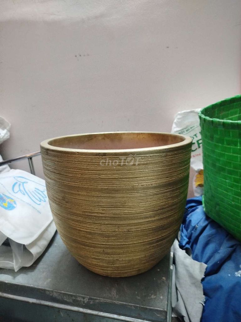 Chậu cây Vàng 40cm 32cm 99%. Mua bán Cây cảnh, đồ trang trí tại Quận 1 Tp Hồ Chí Minh được đăng bởi tú hình 1