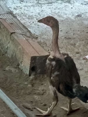 Gà nồi. Mua bán Gà tại Huyện Chợ Mới An Giang được đăng bởi trân quôc