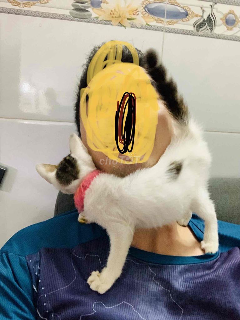 Mèo cái  trắng khỏe mạnh. Mua bán Mèo tại Huyện Bình Chánh Tp Hồ Chí Minh được đăng bởi Nguyễn Quốc Kiệt  hình 1