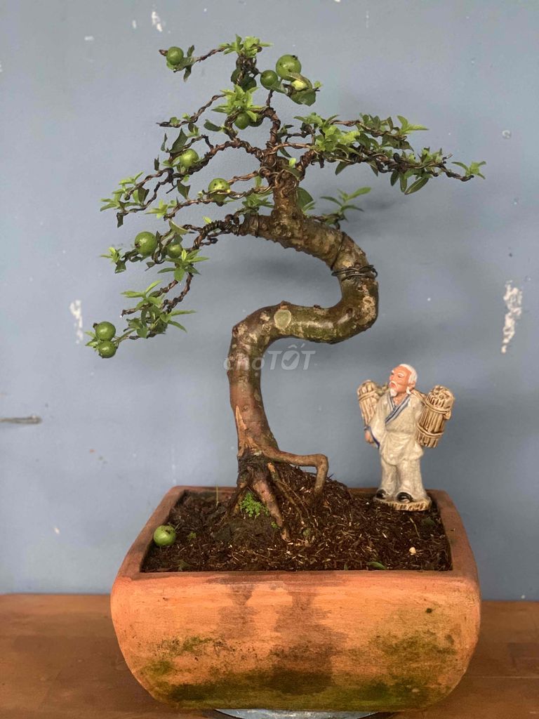 Bonsai Ôi giao lưu