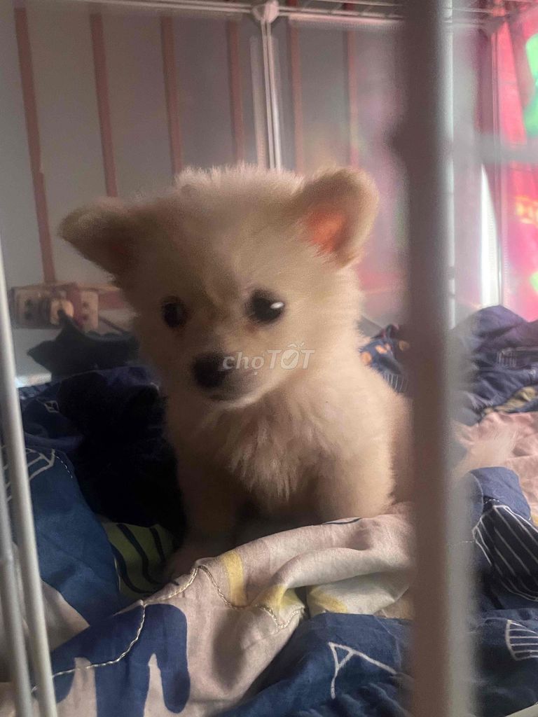 Chó Pom lai F1 Trắng kem. Mua bán Chó tại Quận Hải Châu Đà Nẵng được đăng bởi Nam Pham hình 2