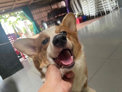 Chó Corgi 7 tháng Nâu trắng