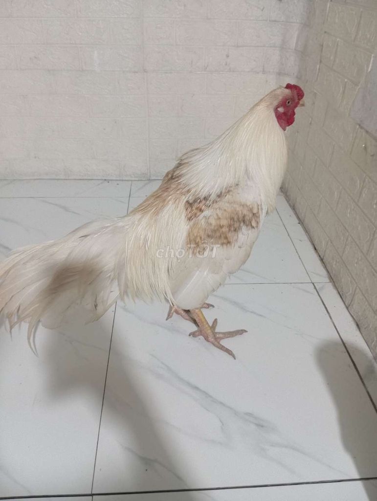 Gà chọi Trắng Nâu. Mua bán Gà tại Thành phố Cà Mau Cà Mau được đăng bởi trại gà mỹ ca mau  hình 1