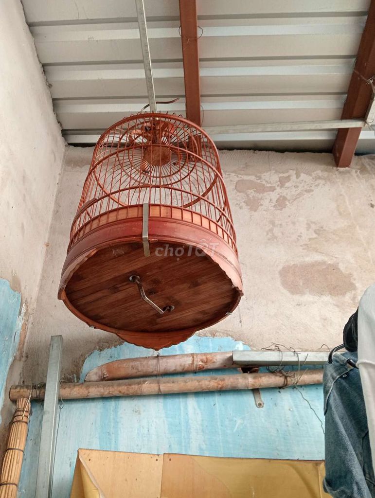 Chim sơn ca. Mua bán Chim tại Quận 4 Tp Hồ Chí Minh được đăng bởi Trần Anh Tuấn hình 1