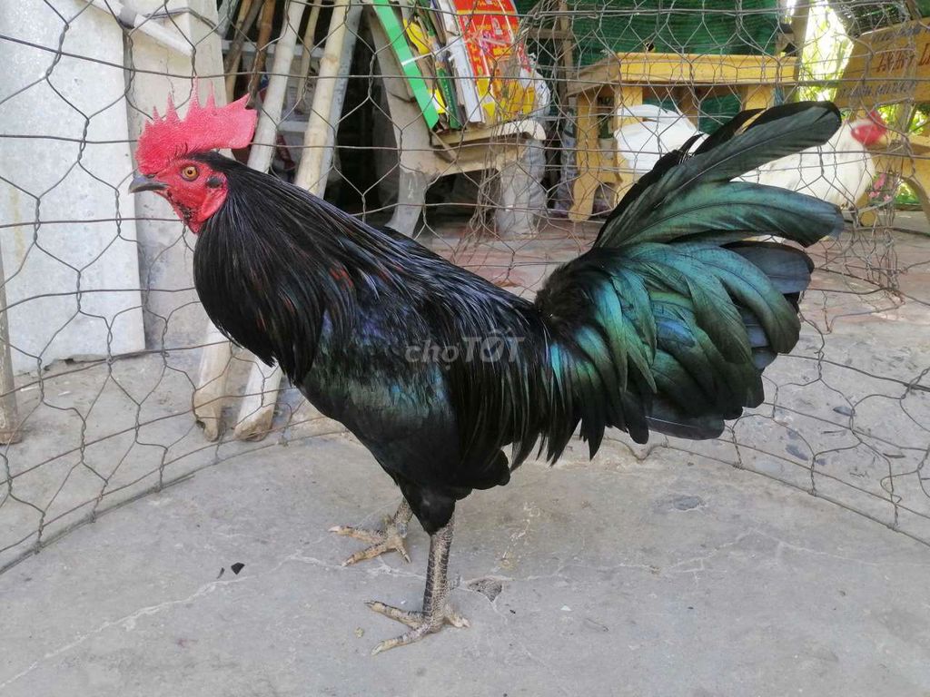 gà 2kg3- 3kg3. Mua bán Gà tại Thị xã Gò Công Tiền Giang được đăng bởi Duy hình 1