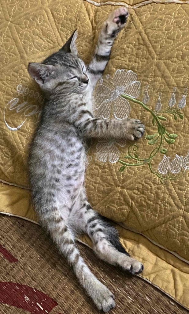 mèo nhà trồng lai aln