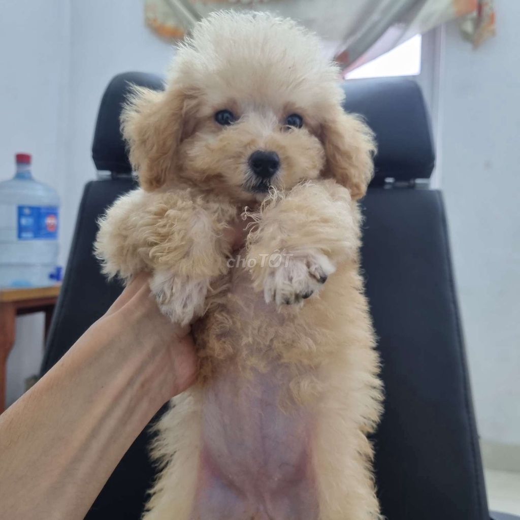 Poodle giá rẻ