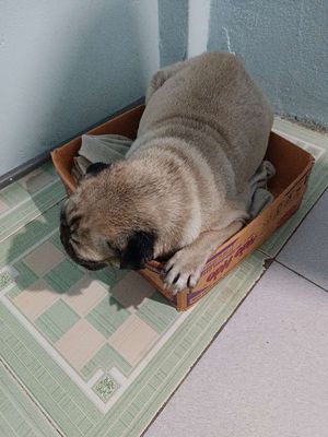 Chó pug trưởng thành. Mua bán Chó tại Thành phố Thủ Đức Tp Hồ Chí Minh được đăng bởi Như Quỳnh
