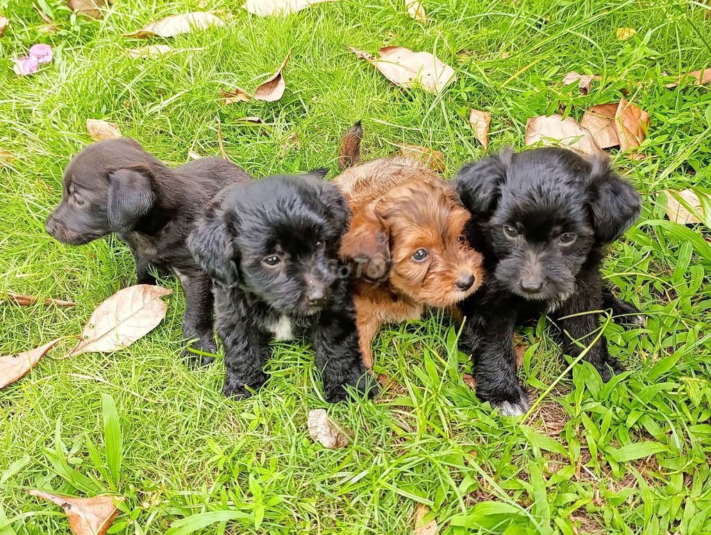 Chó Poodle lai Phú Quốc đen nâu. Mua bán Chó tại Quận Cái Răng Cần Thơ được đăng bởi Thi hình 1
