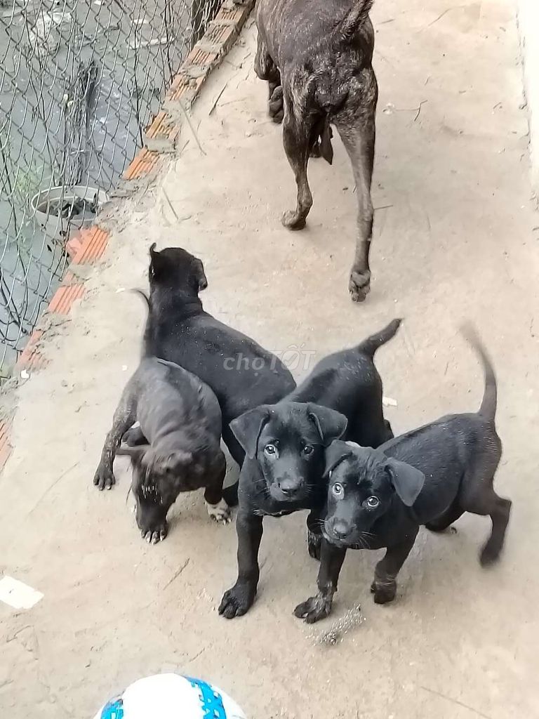 mông cộc  _phú Quốc. Mua bán Chó tại Huyện Bàu Bàng Bình Dương được đăng bởi MrPhong hình 5