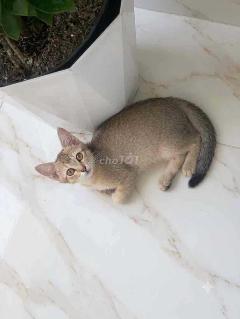 Mèo Golden lai ta 4 tháng màu cát. Mua bán Mèo tại Quận Bắc Từ Liêm Hà Nội được đăng bởi Nguyen Thuy Anh hình 1