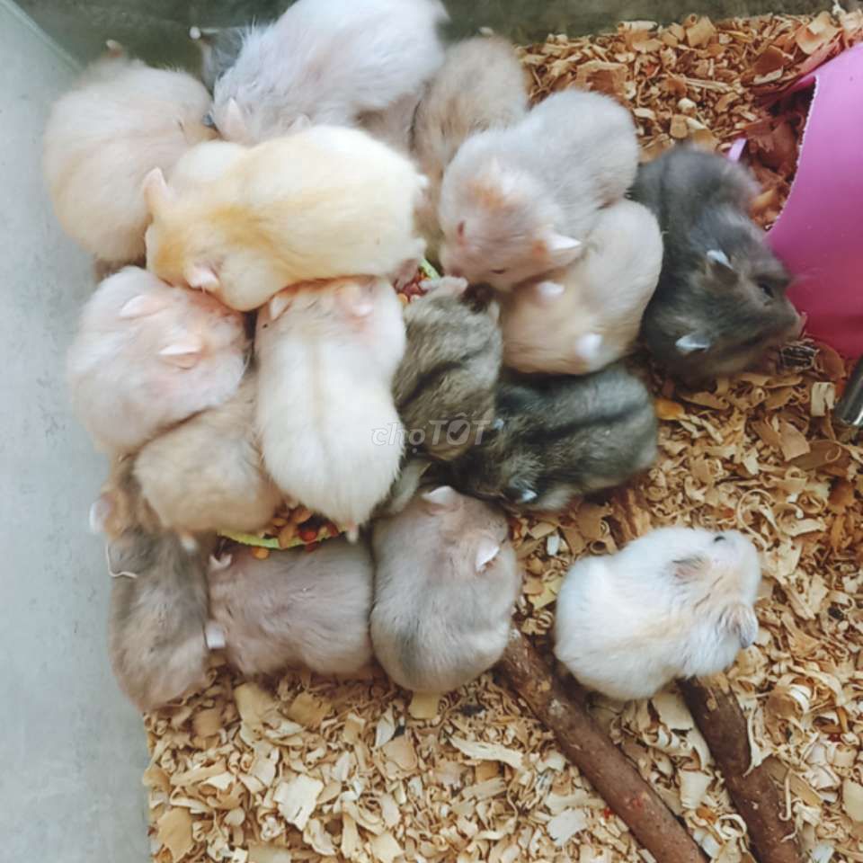 Sỉ 10 hamster win