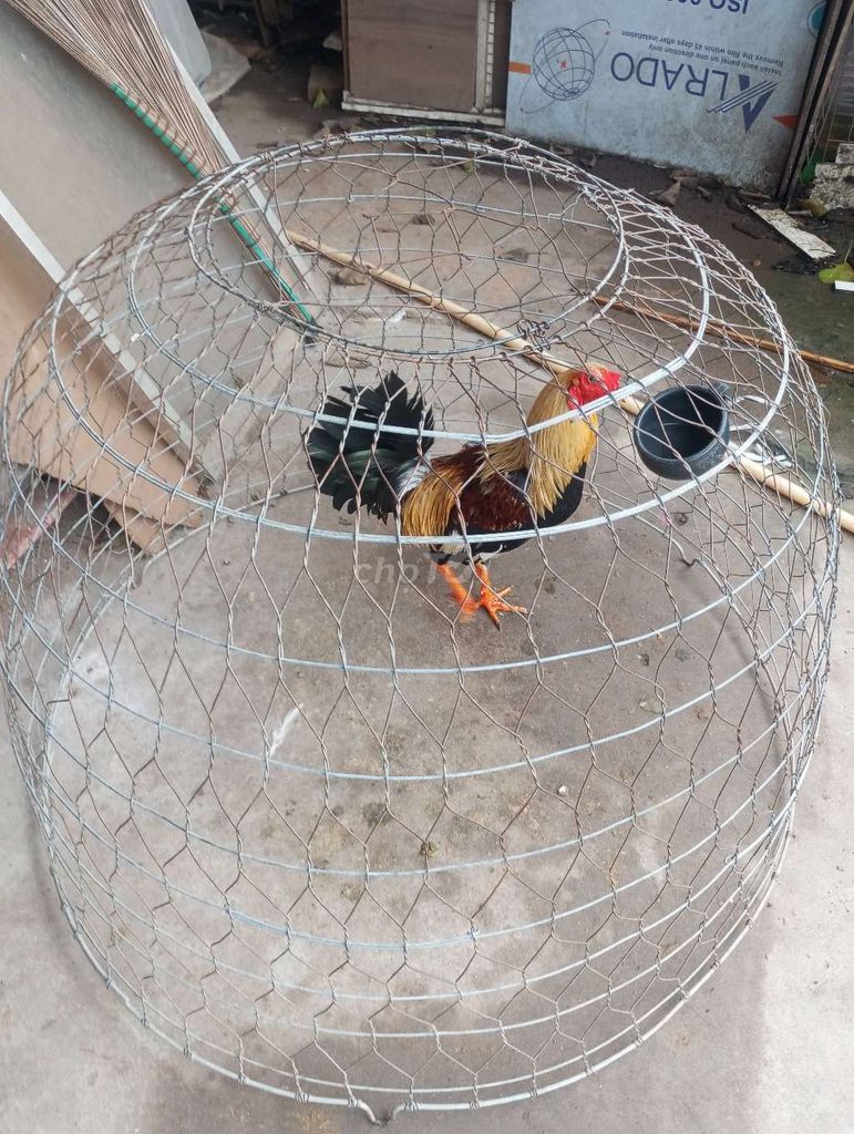 Bố gà mỹ nhập mẹ gà mỹ lai. Mua bán Gà tại Thành phố Biên Hòa Đồng Nai được đăng bởi Nguyễn Minh Đức hình 4