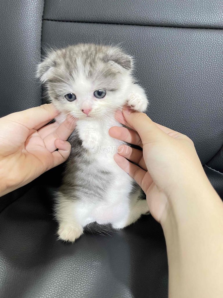 Mèo aln form to. Mua bán Mèo tại Thành phố Trà Vinh Trà Vinh được đăng bởi Huy Nguyễn hình 1