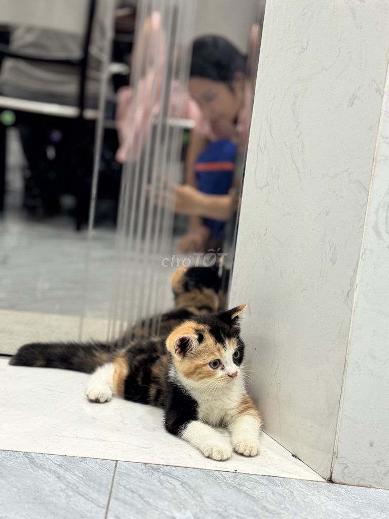 Mèo con thuần Anh lông ngắn của nhà đẻ. Mua bán Mèo tại Quận Bắc Từ Liêm Hà Nội được đăng bởi Nguyễn Thị Minh Tâm hình 5