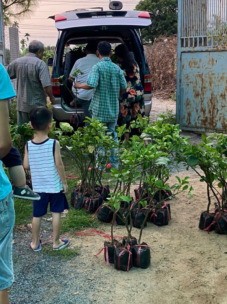 0835353136 - Bán cây giống bưởi da xanh